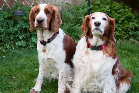Two dogs
